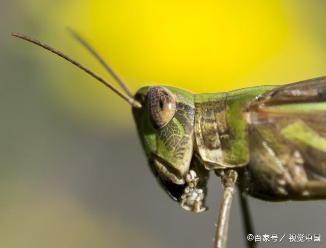 养蚂蚱挣钱吗？养殖蚂蚱投入成本高么？深度解析蝗虫养殖的利润与风险